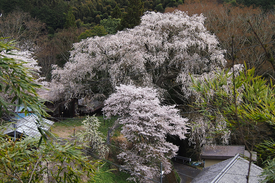 sugawara1