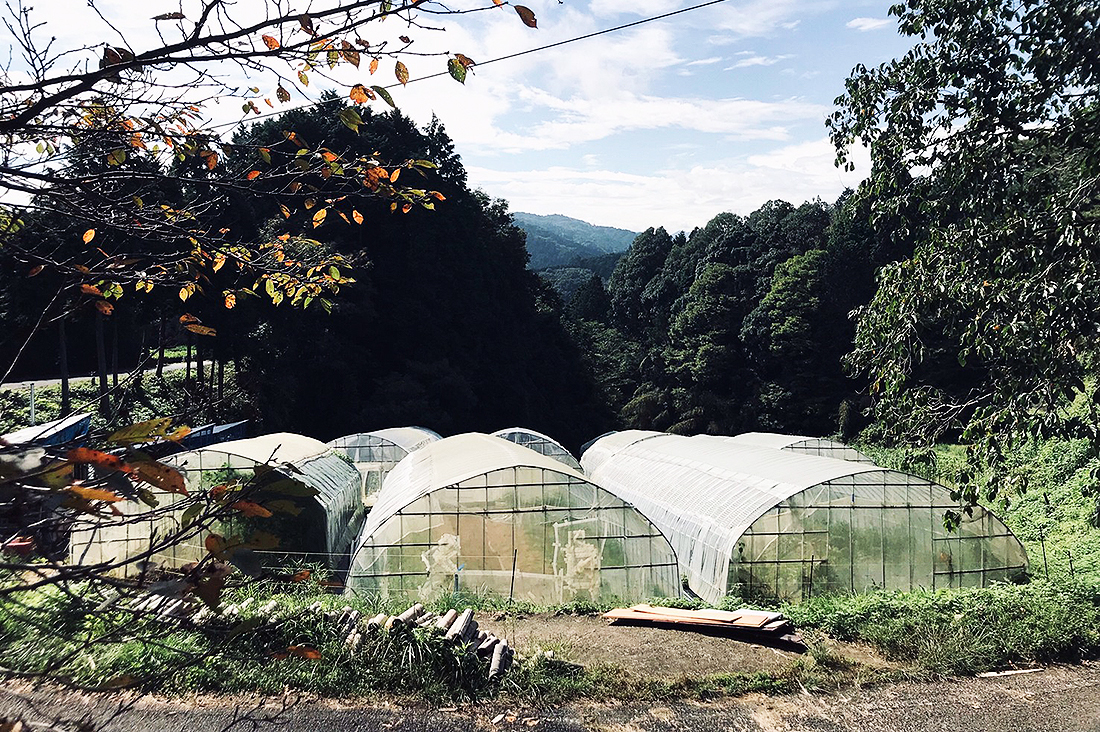 urchin's farm　1